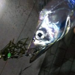 タチウオ2 サバ2