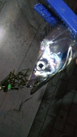 タチウオ2 サバ2