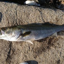 やっとサイズUP