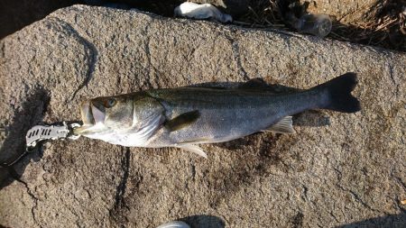 やっとサイズUP