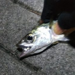 ガシラ12   サバ5