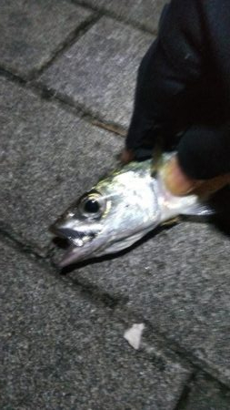 ガシラ12   サバ5