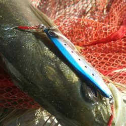 【苅田南港】シーバス ~ デスロック