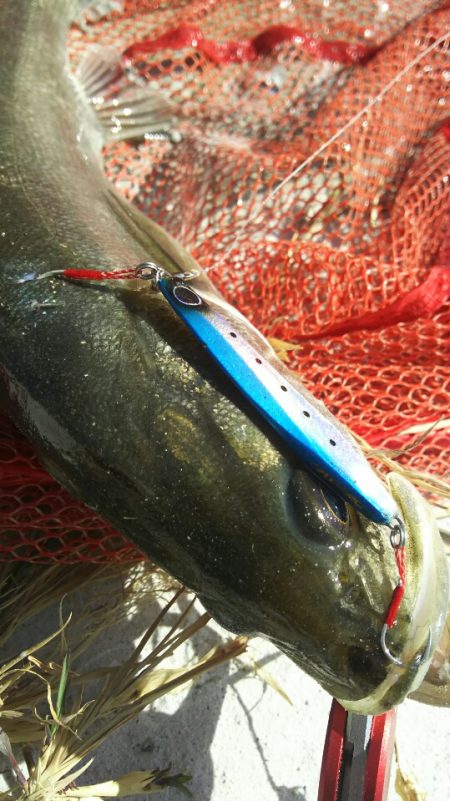 【苅田南港】シーバス ~ デスロック