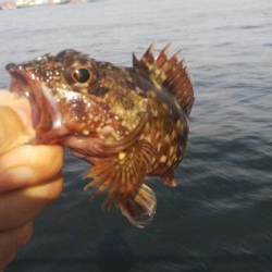 ガシラ35  フグ1