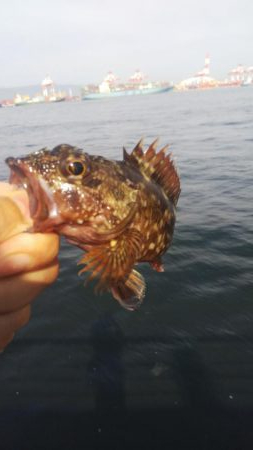 ガシラ35  フグ1