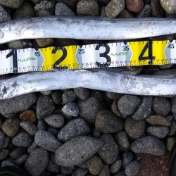 ロックフィッシュ