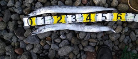 ロックフィッシュ