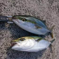 友人夫妻と青物狙い