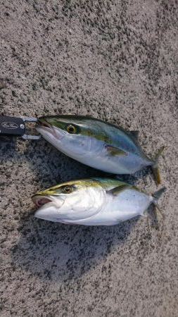 友人夫妻と青物狙い