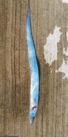 毎度です。雨高波うねりで厳しかったです。