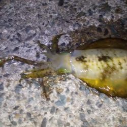 アオリイカ二杯