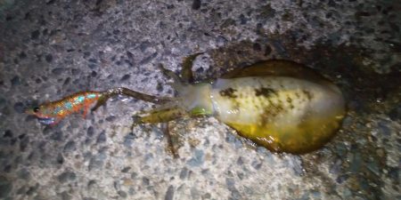 アオリイカ二杯