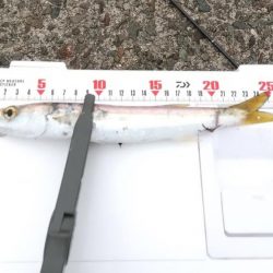 アジングでカマス