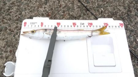 アジングでカマス