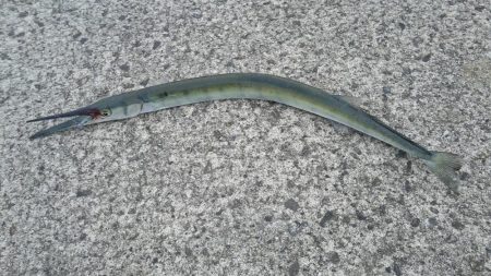 アジが良く釣れました。