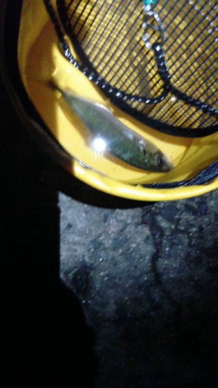 はじめての浮き釣り