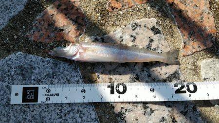 長潮でも釣れるみたい……