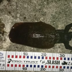 今年初の秋イカが、つれました。