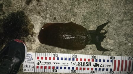 今年初の秋イカが、つれました。