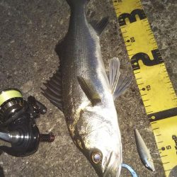 ぶらシーバス!!