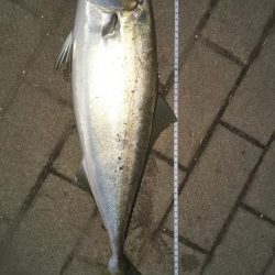 ぶら早朝コスモ！！