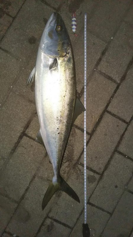 ぶら早朝コスモ！！