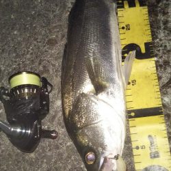 ぶらシーバス!!