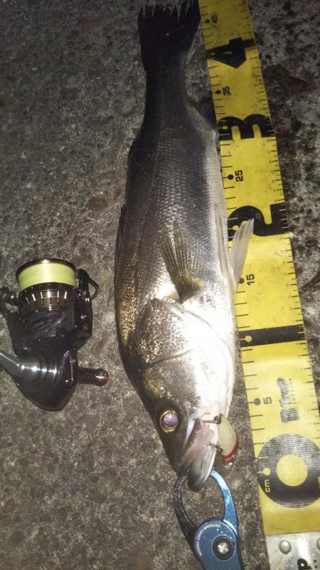 ぶらシーバス！！