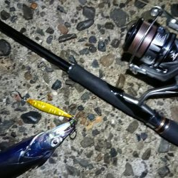 タチウオ、朝マズメ好調です!