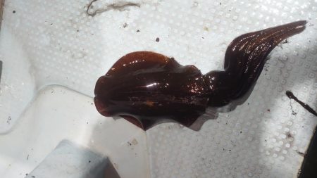 ナイトティップラン？