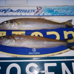 夕方２時間播磨新島キス調査