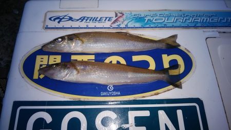 夕方２時間播磨新島キス調査