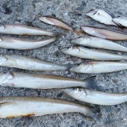 久々に活性が上がった播磨新島のキス