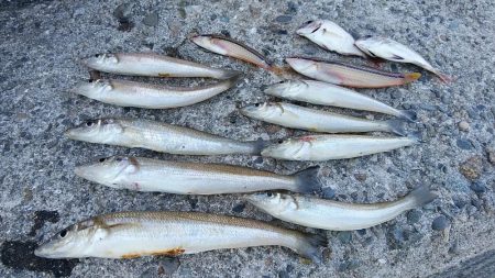 久々に活性が上がった播磨新島のキス