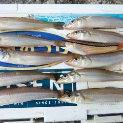 潮が動けばキスは釣れます