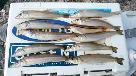 潮が動けばキスは釣れます