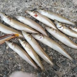 強風の播磨新島釣行