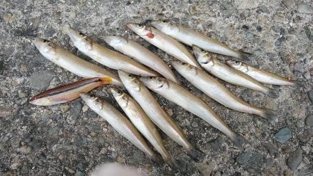 強風の播磨新島釣行