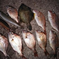 久しぶりに東二見のキス調査