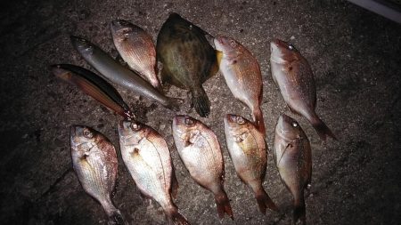 久しぶりに東二見のキス調査