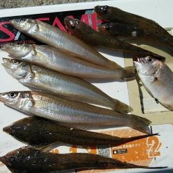 江井ヶ島のキス調査