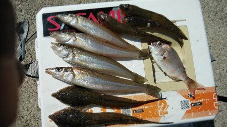 江井ヶ島のキス調査