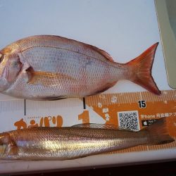 東二見西水路へキス調査