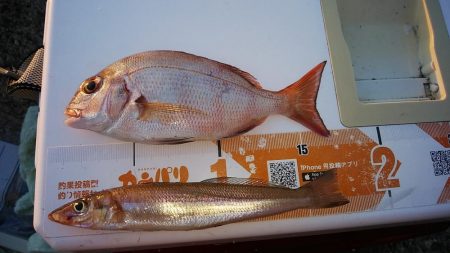 東二見西水路へキス調査