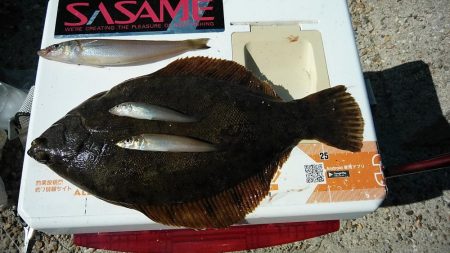 キスの引き釣りでカレイが釣れました