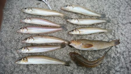 東二見白灯台波止へキス調査