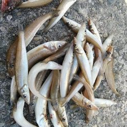 播磨新島のキスが復活