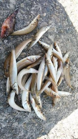 播磨新島のキスが復活