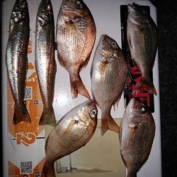 16時から東二見のキス調査